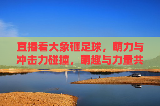 直播看大象砸足球，萌力与冲击力碰撞，萌趣与力量共舞的热血场景
