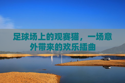 足球场上的观赛猫,一场意外带来的欢乐插曲