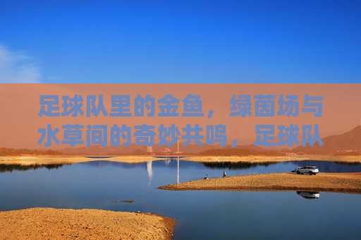 足球队里的金鱼，绿茵场与水草间的奇妙共鸣，足球队里的金鱼，绿茵场与水草间的奇妙共鸣
