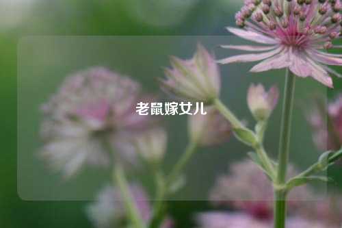 老鼠嫁女儿