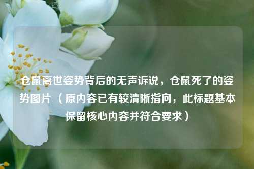 仓鼠离世姿势背后的无声诉说,仓鼠死了的姿势图片 (原内容已有较清晰指向,此标题基本保留核心内容并符合要求)