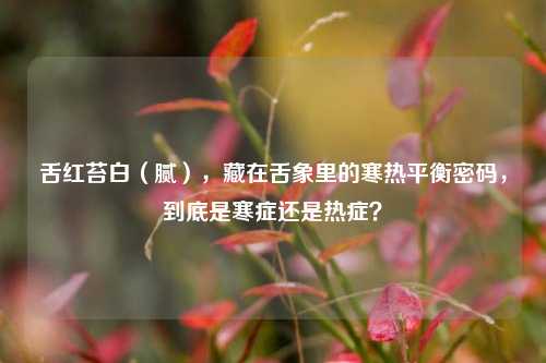 舌红苔白（腻），藏在舌象里的寒热平衡密码，到底是寒症还是热症？