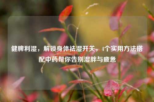 健脾利湿，解锁身体祛湿开关，4个实用方法搭配中药帮你告别湿胖与疲惫